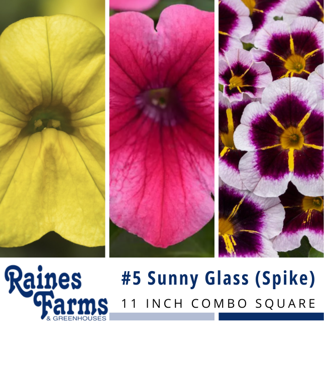 #5: Sunny Glass (Spike) 11 Inch Combo Square